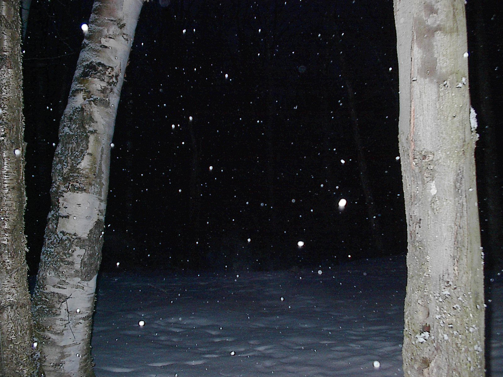 Darkness between trees.