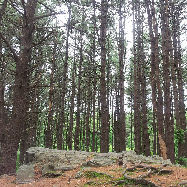 Forest in Maine.