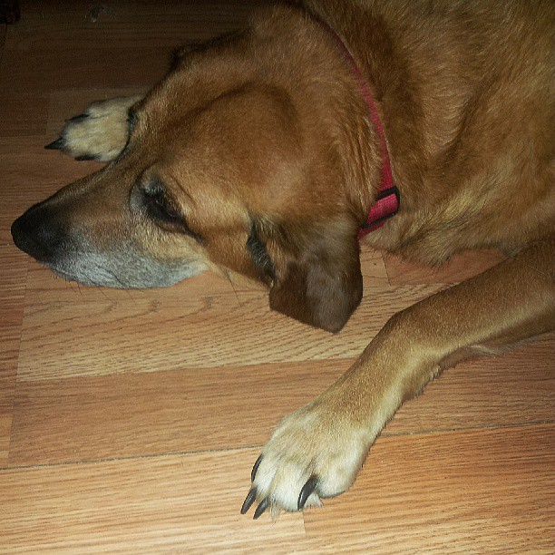 Our dog Hestia, resting