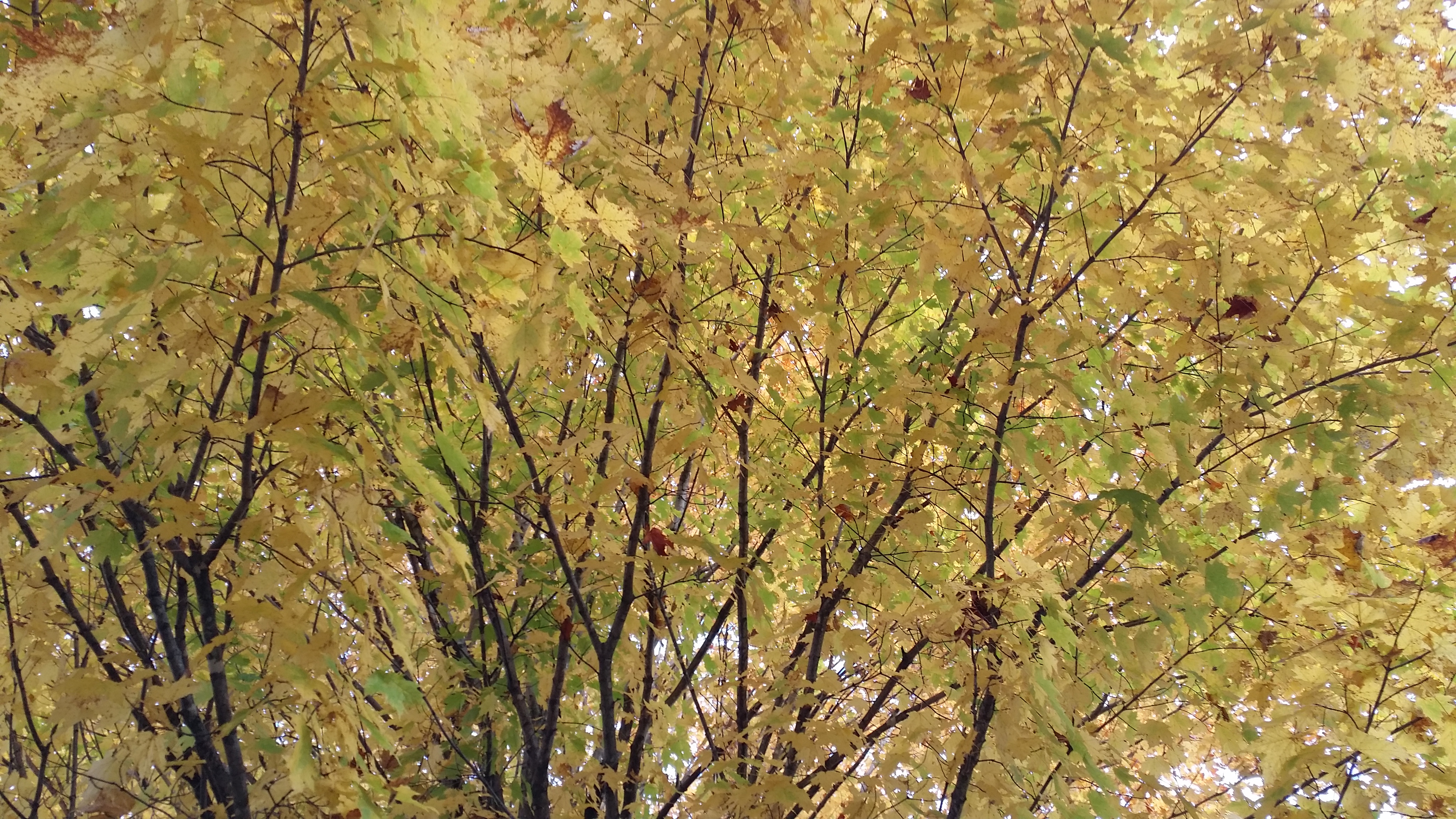 autumnal trees