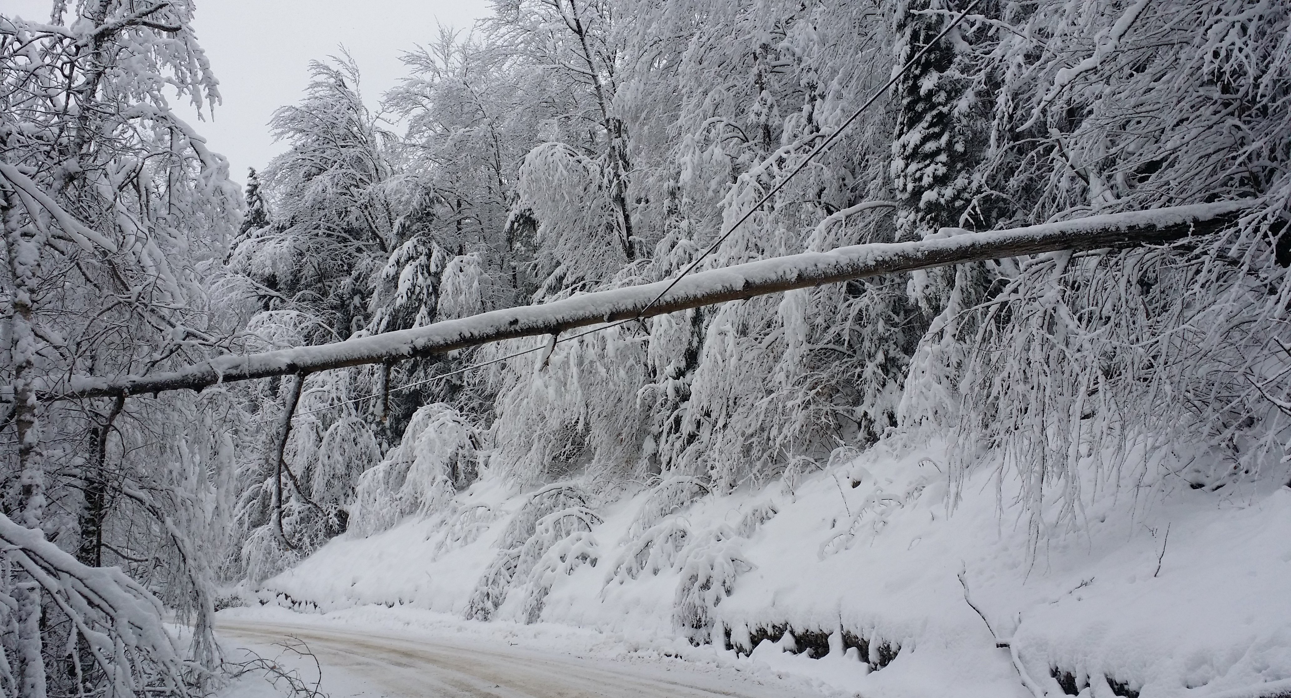 tree on line 