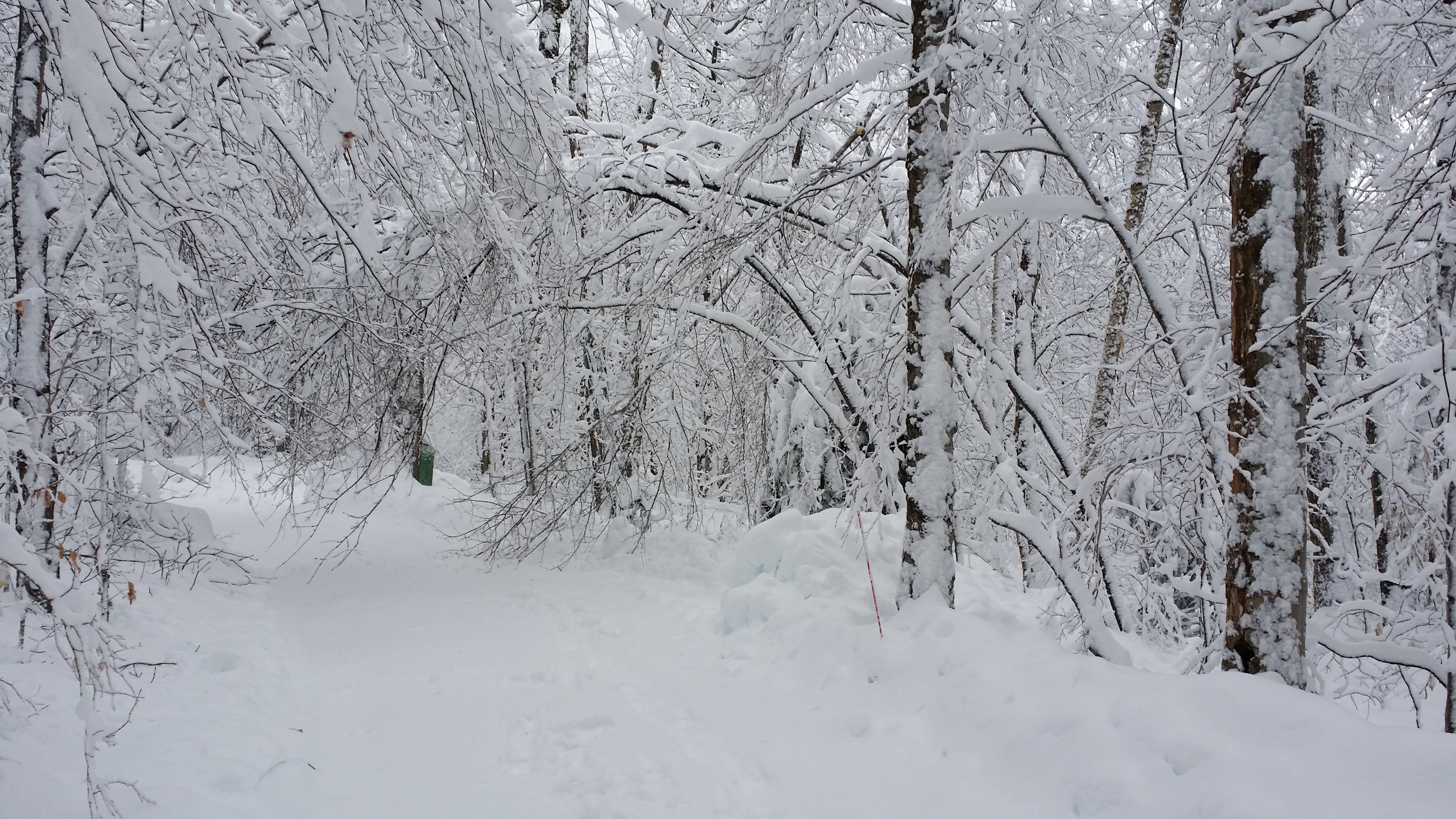 trees bent under snow in our driveway