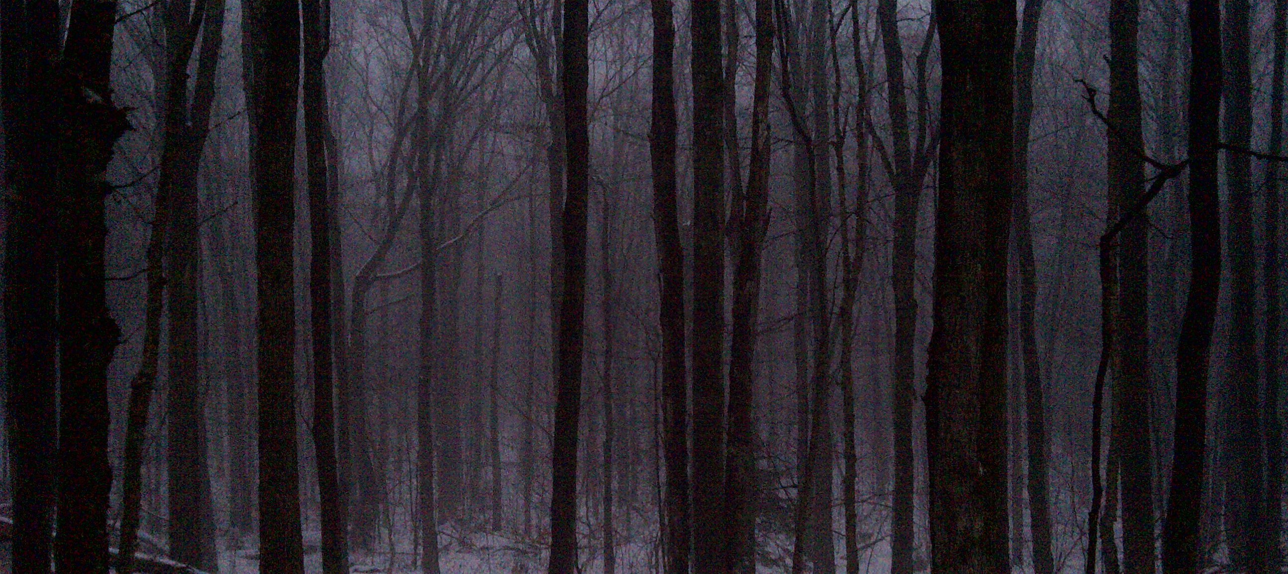 misty woods