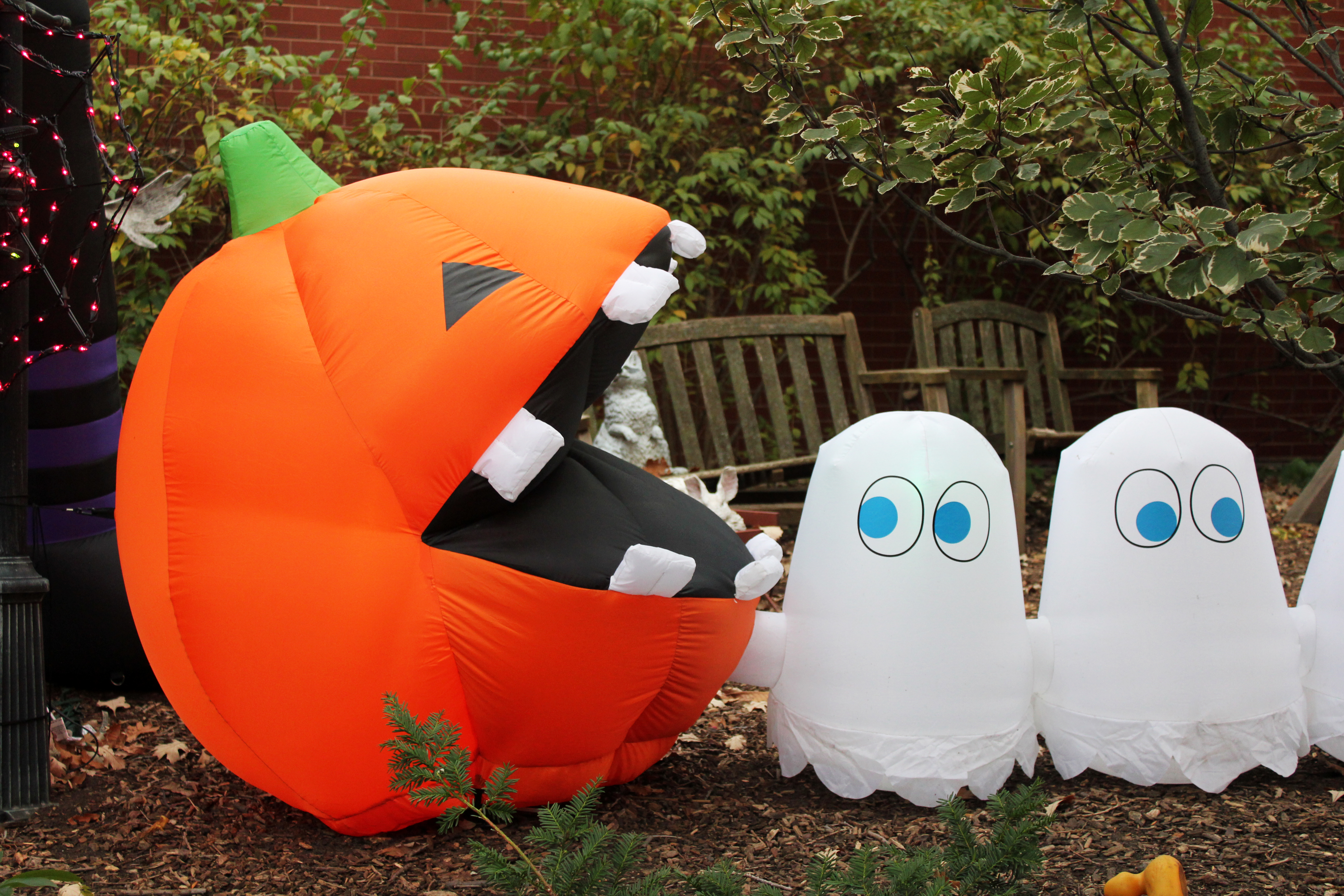 Pacman pumpkins, Quinn Norton