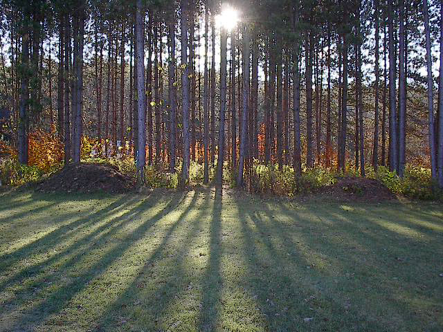 Forest around the Ripton school