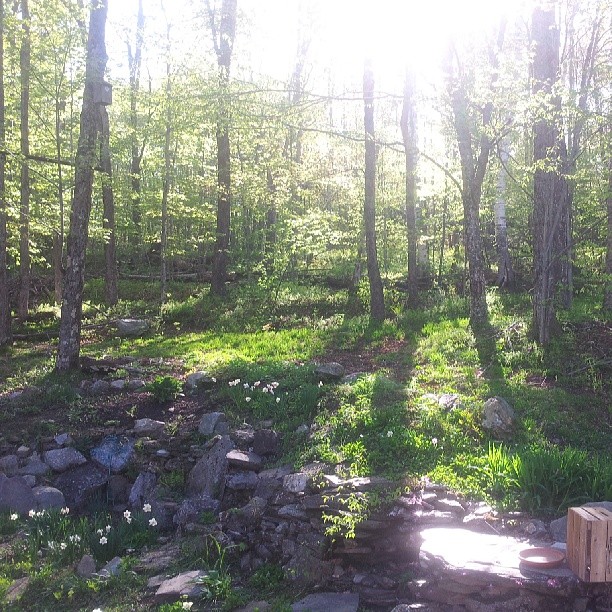 morning with woods light and rocks