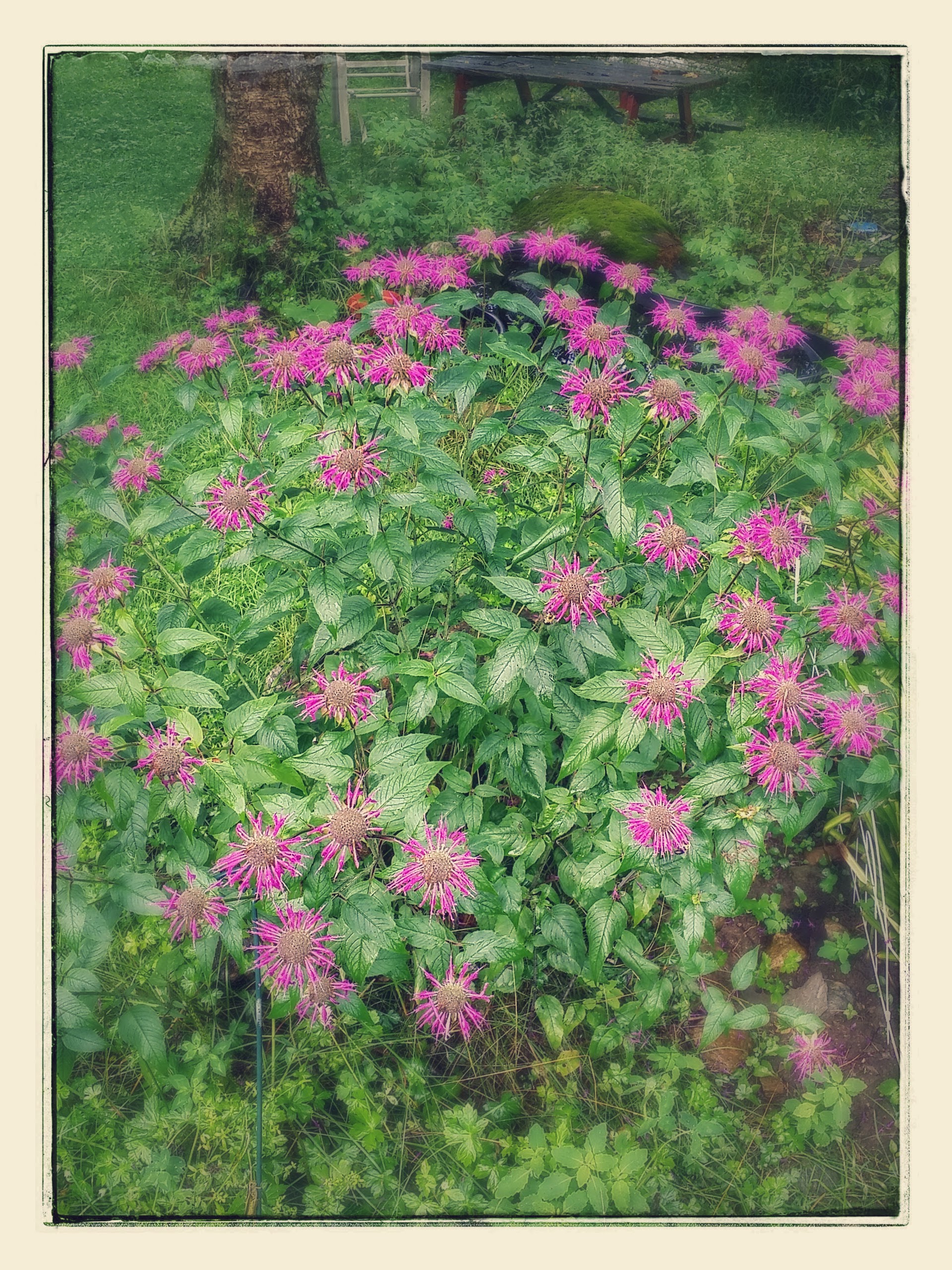 bee balm after Google