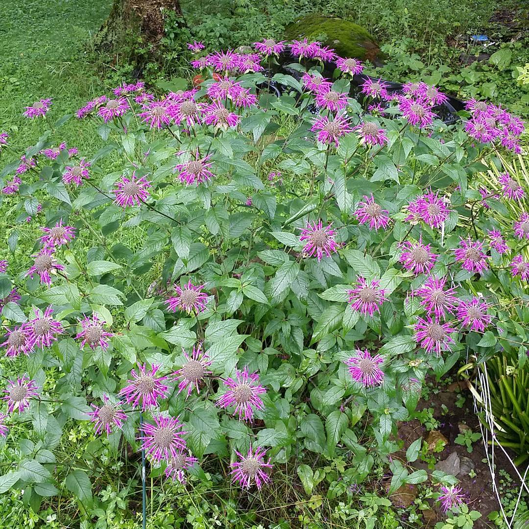 bee balm pre Google