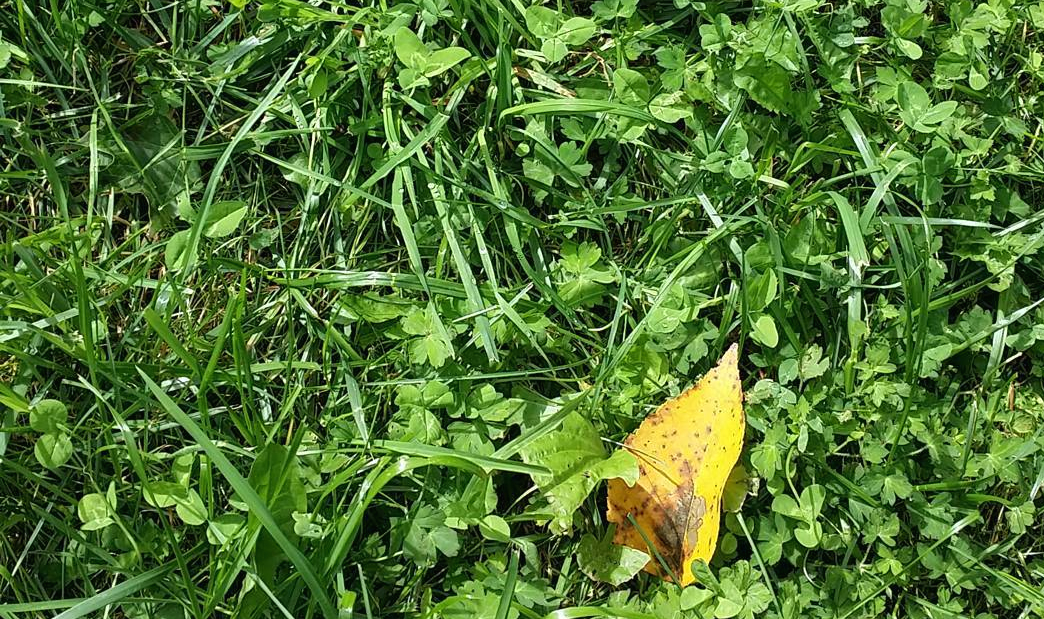 leaf fallen in August