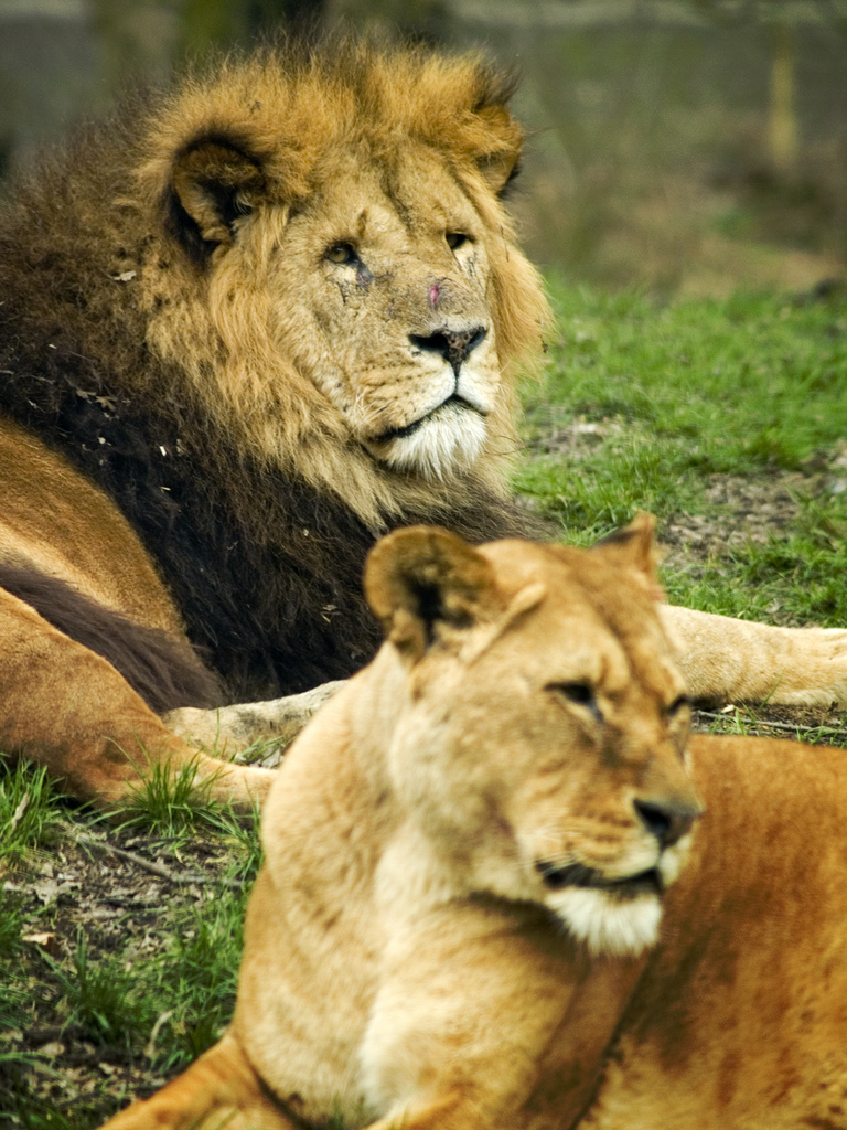 lions