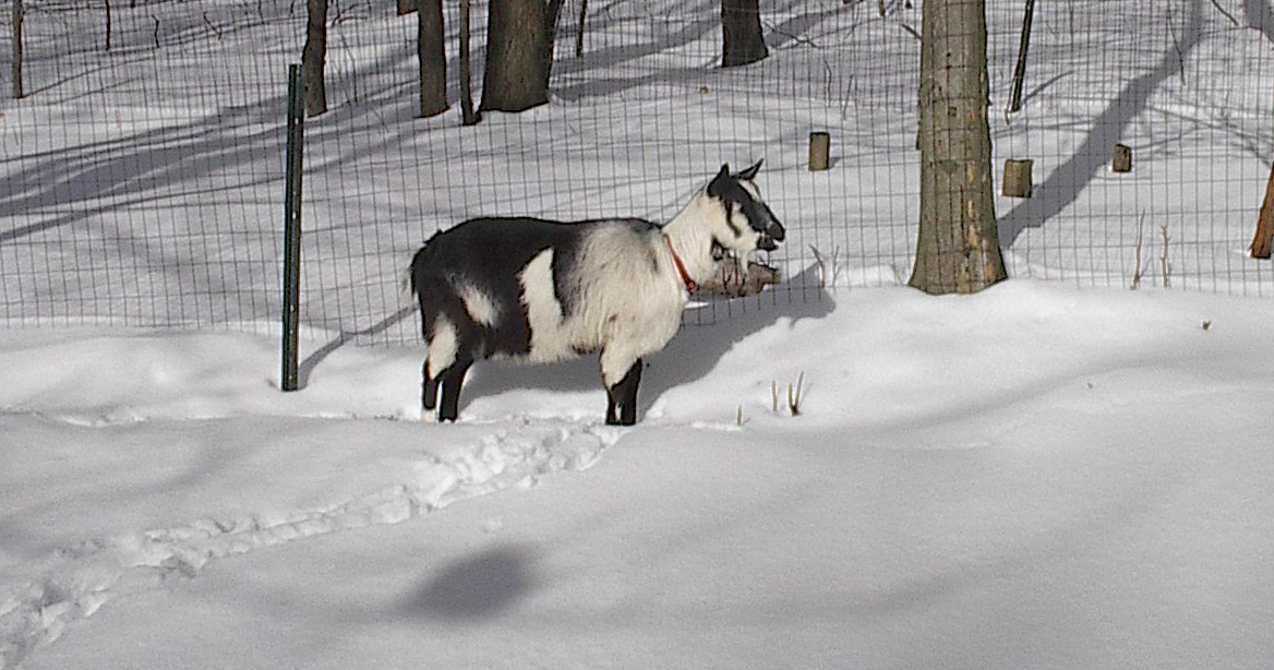goat in the snow