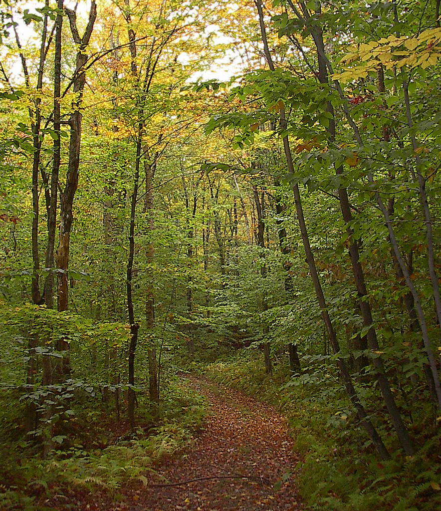 sledding-hill-in-autumn