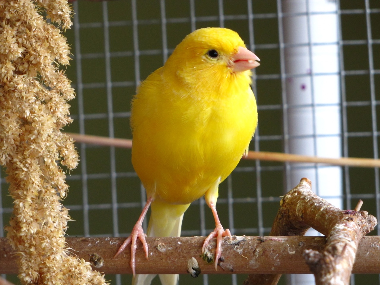 canary