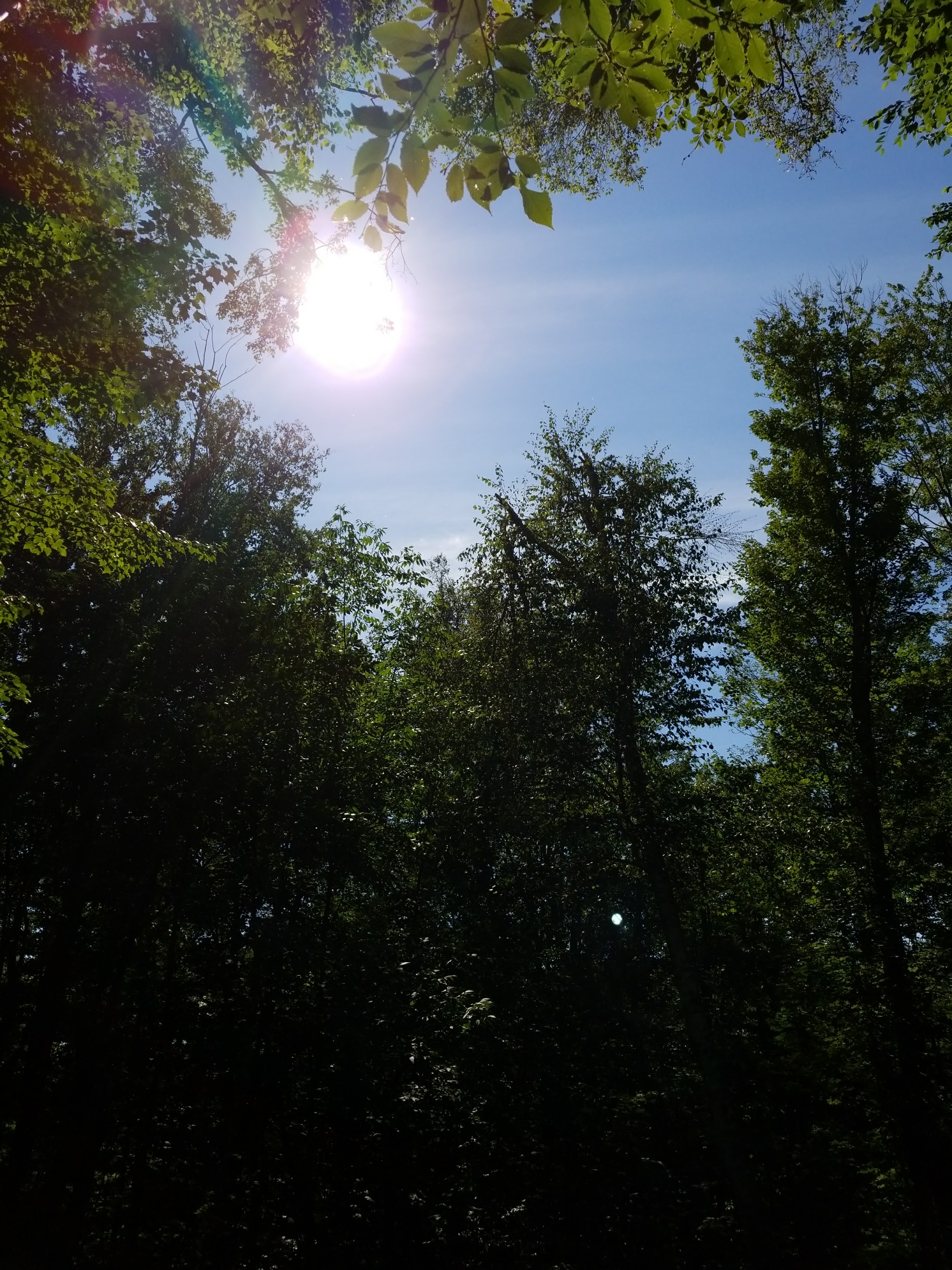 sun over dark forest