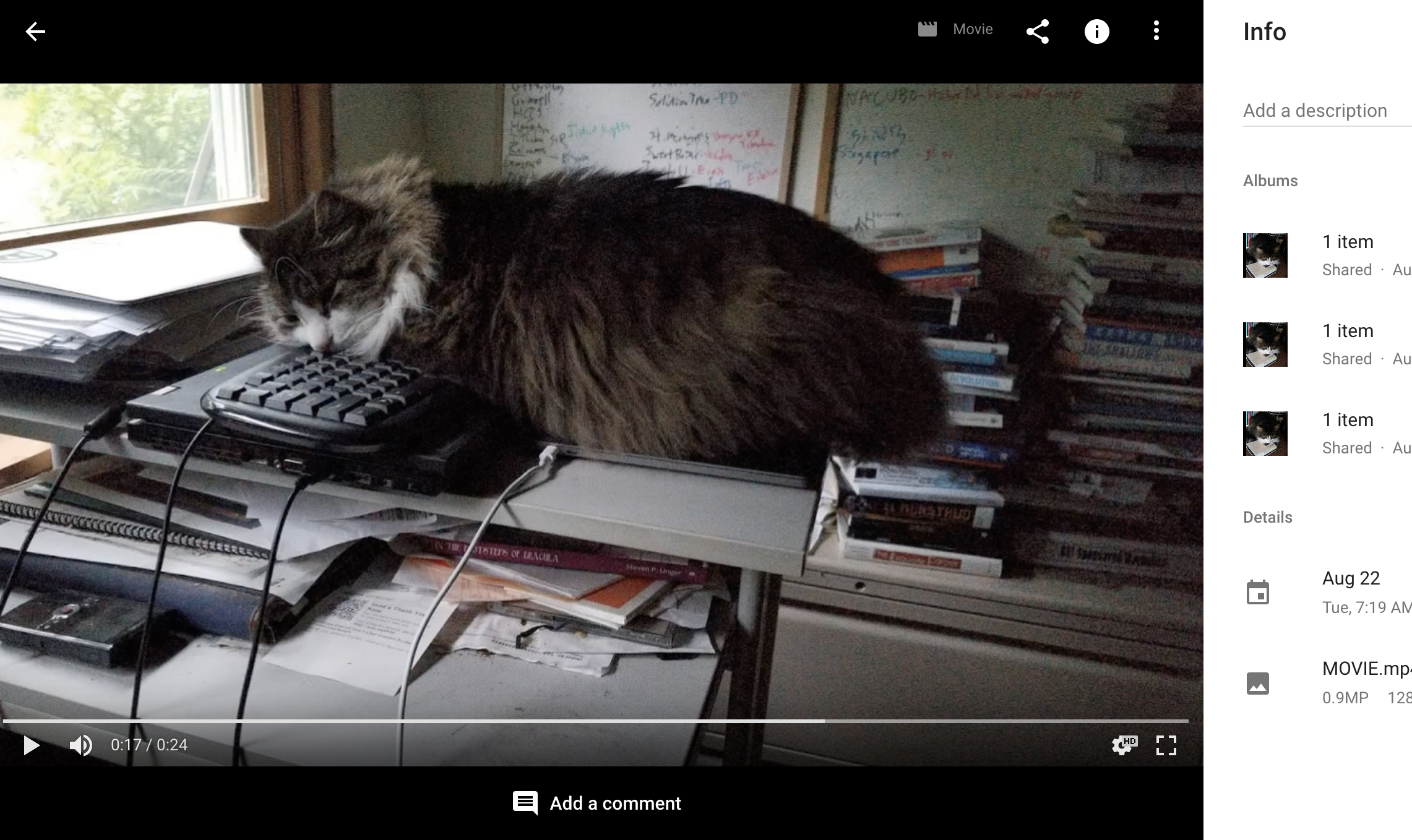 cat video by Google Assistant
