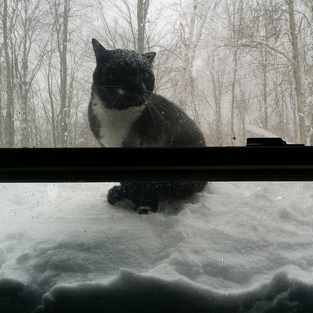 Spider shut out the window in the snow