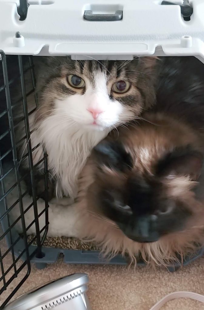 Hunter and Ash in cat carrier