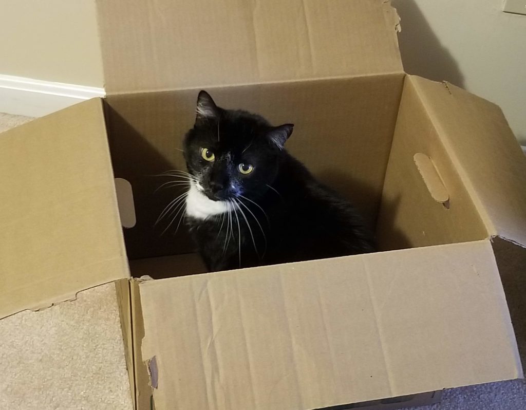 Spider in a box