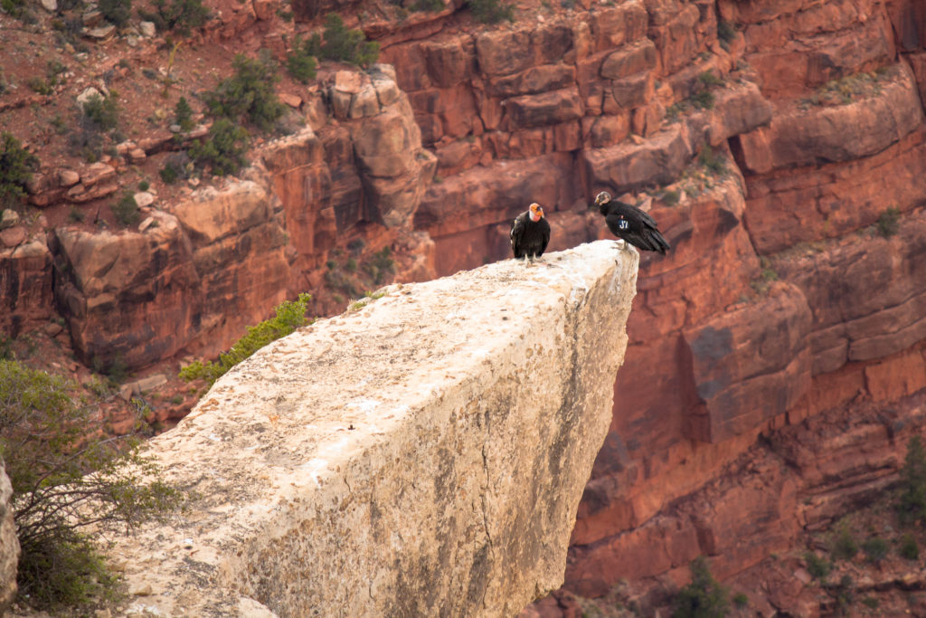 Condor Coffee Break