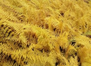 ferns