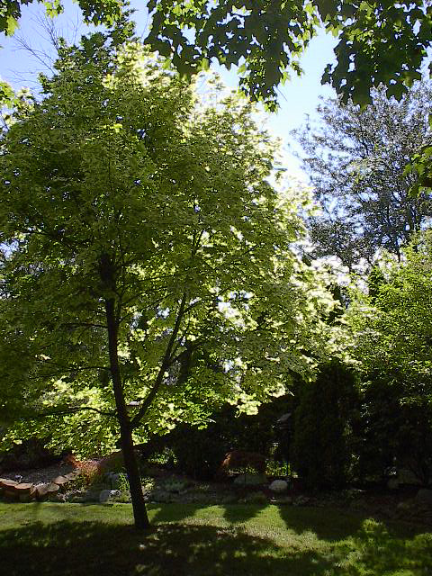 tree in Vermont summer light