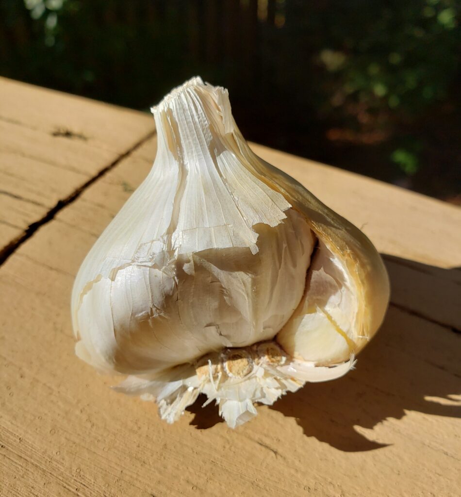 GARLIC