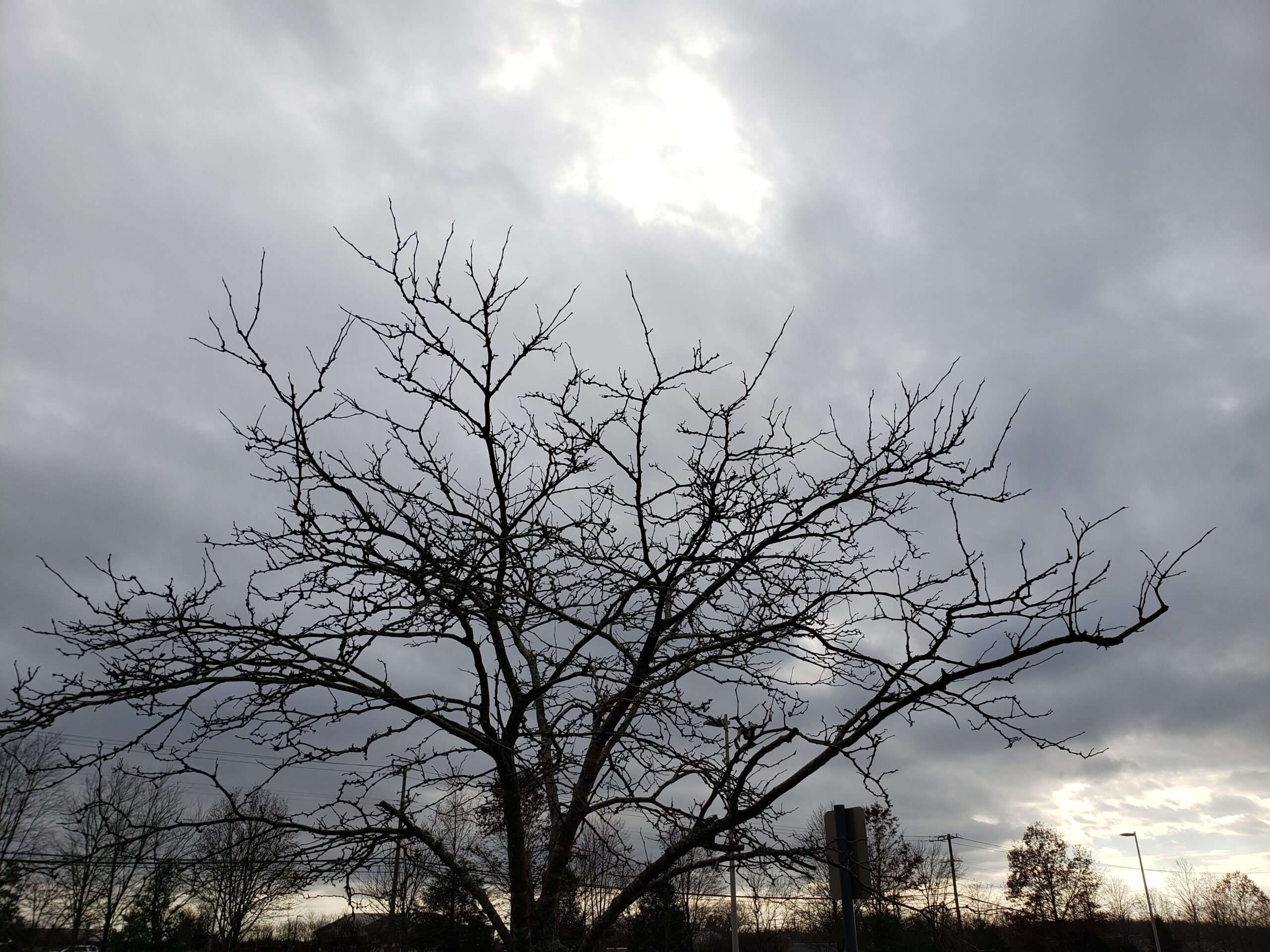 cloudy skies over a bare tree
